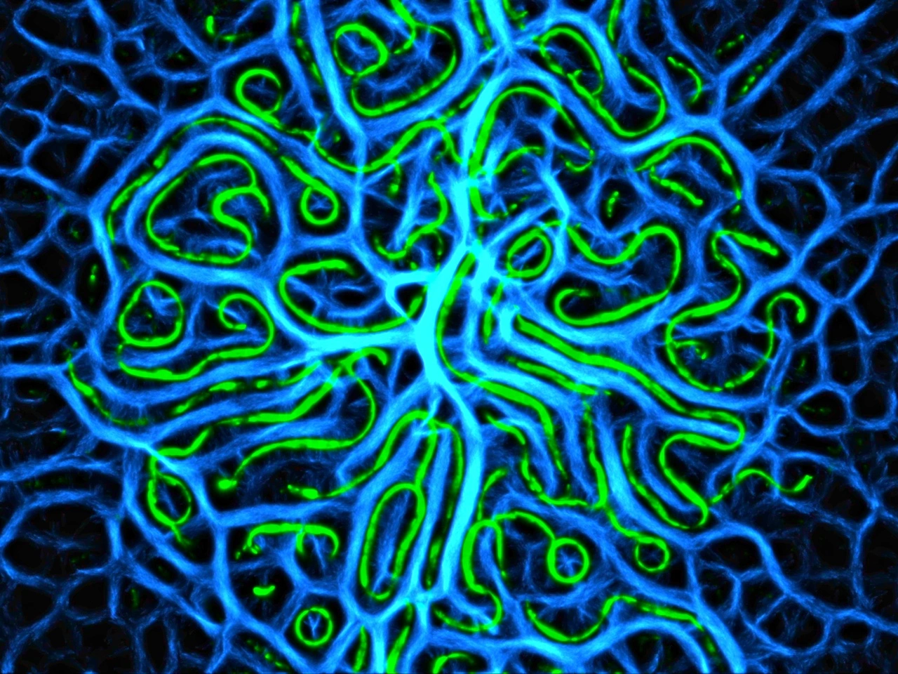 Slimes on the GPU | technicallyruns